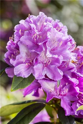 Rhododendron-Hybride 'Alfred' - Rhododendron Hybr.'Alfred' III