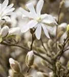 Sternmagnolie 'Royal Star' - Magnolia stellata 'Royal Star'