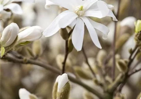 Magnolia stellata 'Royal Star' - Sternmagnolie 'Royal Star'