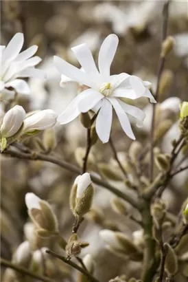 Sternmagnolie 'Royal Star' - Magnolia stellata 'Royal Star'