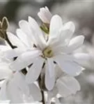 Sternmagnolie 'Royal Star' - Magnolia stellata 'Royal Star'