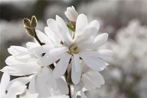 Sternmagnolie 'Royal Star' - Magnolia stellata 'Royal Star'