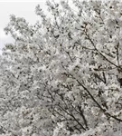 Sternmagnolie 'Royal Star' - Magnolia stellata 'Royal Star'