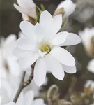 Sternmagnolie 'Royal Star' - Magnolia stellata 'Royal Star'