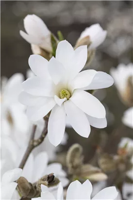 Sternmagnolie 'Royal Star' - Magnolia stellata 'Royal Star'