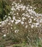 Sternmagnolie 'Royal Star' - Magnolia stellata 'Royal Star'