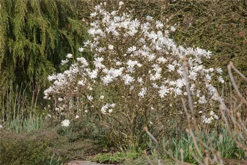 Sternmagnolie 'Royal Star' - Magnolia stellata 'Royal Star'