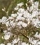 Sternmagnolie 'Royal Star' - Magnolia stellata 'Royal Star'