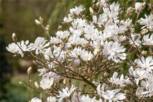 Sternmagnolie 'Royal Star' - Magnolia stellata 'Royal Star'