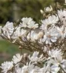 Sternmagnolie 'Royal Star' - Magnolia stellata 'Royal Star'