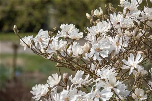 Sternmagnolie 'Royal Star' - Magnolia stellata 'Royal Star'