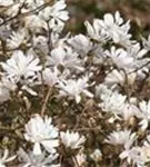 Sternmagnolie 'Royal Star' - Magnolia stellata 'Royal Star'