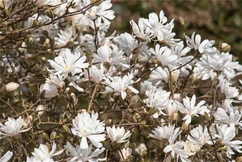 Sternmagnolie 'Royal Star' - Magnolia stellata 'Royal Star'