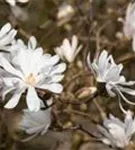 Sternmagnolie 'Royal Star' - Magnolia stellata 'Royal Star'