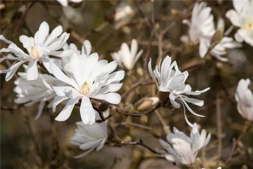 Sternmagnolie 'Royal Star' - Magnolia stellata 'Royal Star'