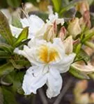 Sommergrüne Azalee 'Möwe' - Rhododendron lut.'Möwe' I