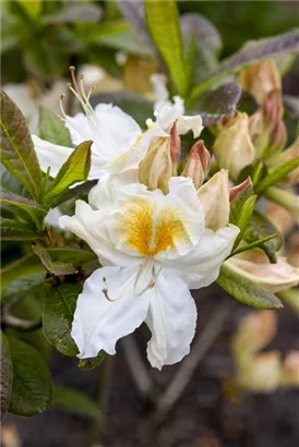 Sommergrüne Azalee 'Möwe' - Rhododendron lut.'Möwe' I