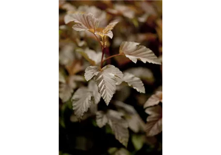 Physocarpus opulifolius 'Lady in Red' -R- - Fasanenspiere 'Lady in Red' -R-