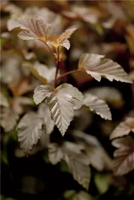 Fasanenspiere 'Lady in Red' -R- - Physocarpus opulifolius 'Lady in Red' -R-