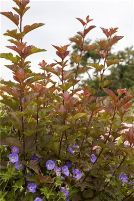 Fasanenspiere 'Lady in Red' -R- - Physocarpus opulifolius 'Lady in Red' -R-