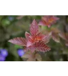 Fasanenspiere 'Lady in Red' -R- - Physocarpus opulifolius 'Lady in Red' -R-