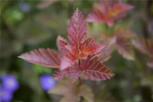 Fasanenspiere 'Lady in Red' -R- - Physocarpus opulifolius 'Lady in Red' -R-