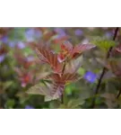 Fasanenspiere 'Lady in Red' -R- - Physocarpus opulifolius 'Lady in Red' -R-