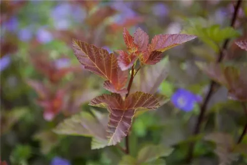 Fasanenspiere 'Lady in Red' -R- - Physocarpus opulifolius 'Lady in Red' -R-