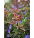 Fasanenspiere 'Lady in Red' -R- - Physocarpus opulifolius 'Lady in Red' -R-