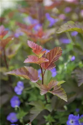 Fasanenspiere 'Lady in Red' -R- - Physocarpus opulifolius 'Lady in Red' -R-