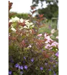 Fasanenspiere 'Lady in Red' -R- - Physocarpus opulifolius 'Lady in Red' -R-