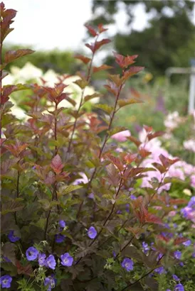 Fasanenspiere 'Lady in Red' -R- - Physocarpus opulifolius 'Lady in Red' -R-