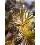 Fasanenspiere 'Lady in Red' -R- - Physocarpus opulifolius 'Lady in Red' -R-