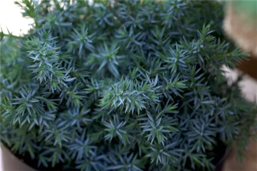 Chin.Wacholder 'Blue Alps' - Juniperus chin.'Blue Alps' - Bonsai