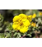 Fingerstrauch 'Sommerflor' - Potentilla 'Sommerflor'