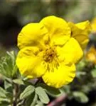 Fingerstrauch - Potentilla fruticosa Goldfinger