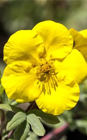 Potentilla fruticosa Goldfinger