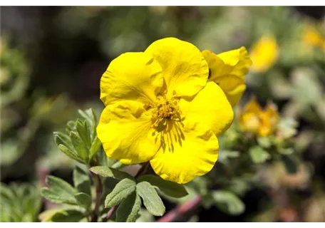 Potentilla 'Sommerflor' - Fingerstrauch 'Sommerflor'