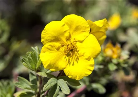 Potentilla fruticosa Goldfinger - Fingerstrauch