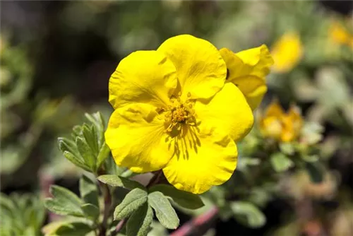 Fingerstrauch - Potentilla fruticosa Goldfinger