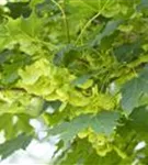 Spitzahorn - Acer platanoides