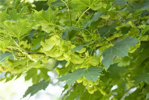 Spitzahorn - Acer platanoides