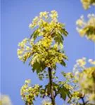 Spitzahorn - Acer platanoides