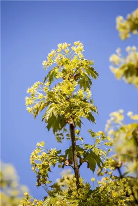 Spitzahorn - Acer platanoides