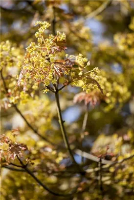 Spitzahorn - Acer platanoides