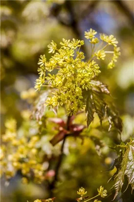 Spitzahorn - Acer platanoides