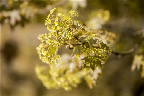 Spitzahorn - Acer platanoides