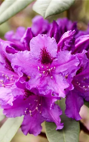 Rhododendron Hybr.'Azurro' II