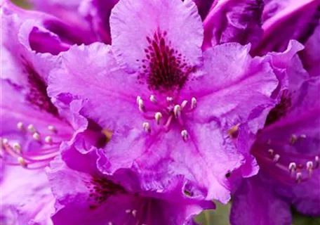 Rhododendron Hybr.'Azurro' II - Rhododendron-Hybride 'Azurro'