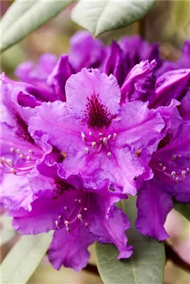 Rhododendron-Hybride 'Azurro' - Rhododendron Hybr.'Azurro' II